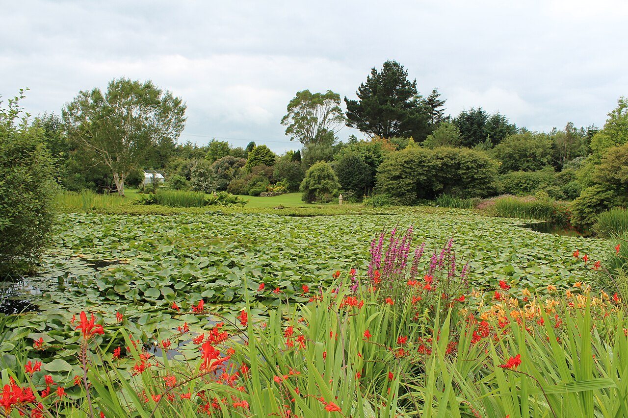 A lily pond and surrounding plants in Glenwhan Gardens.