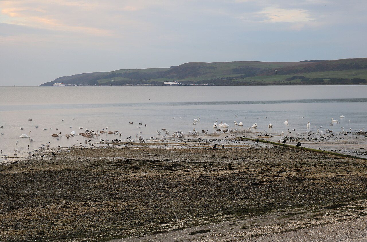 Birds gathered along the shore of Loch Ryan.
