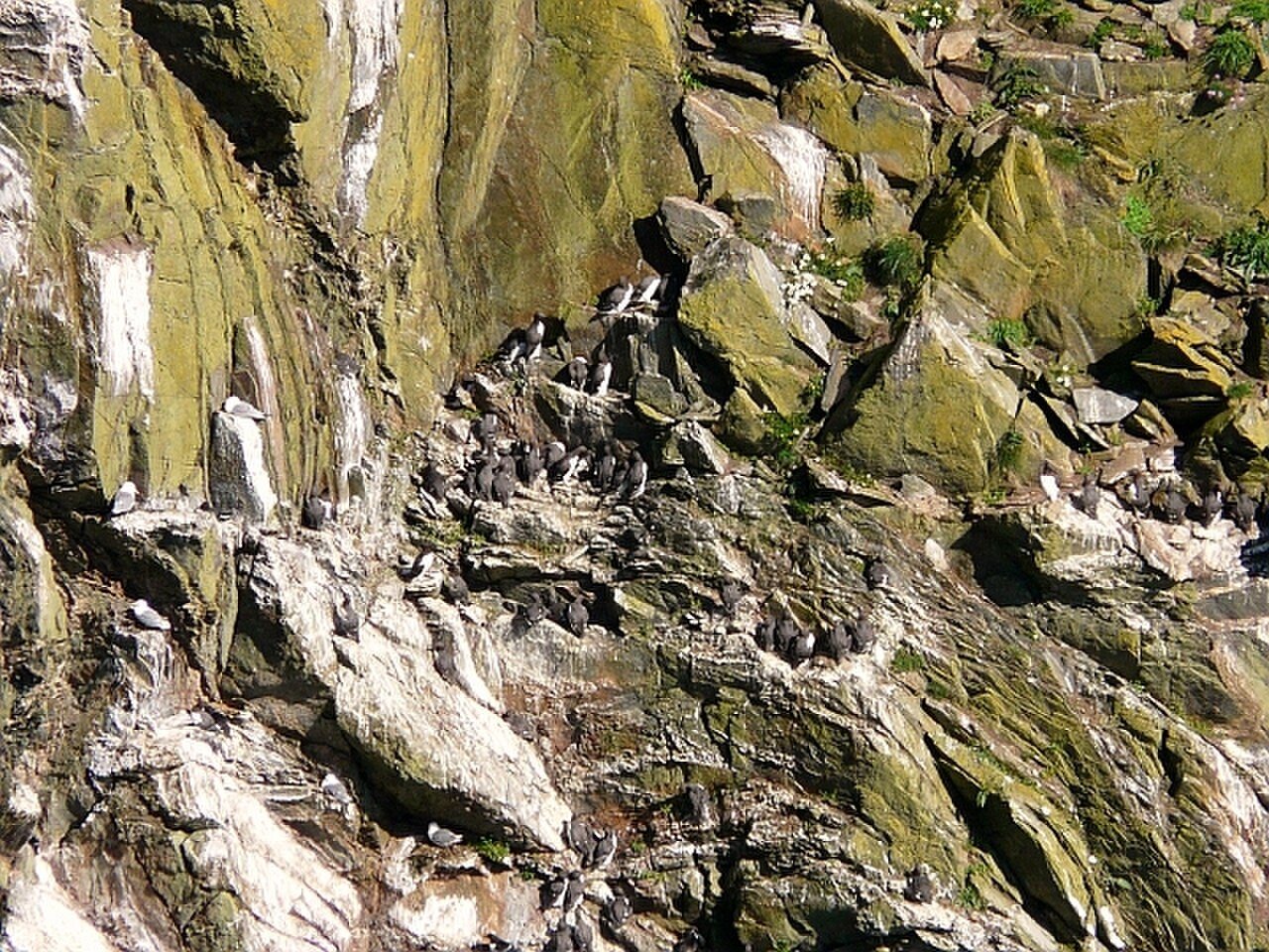A seabird colony on the Mull of Galloway cliffs.