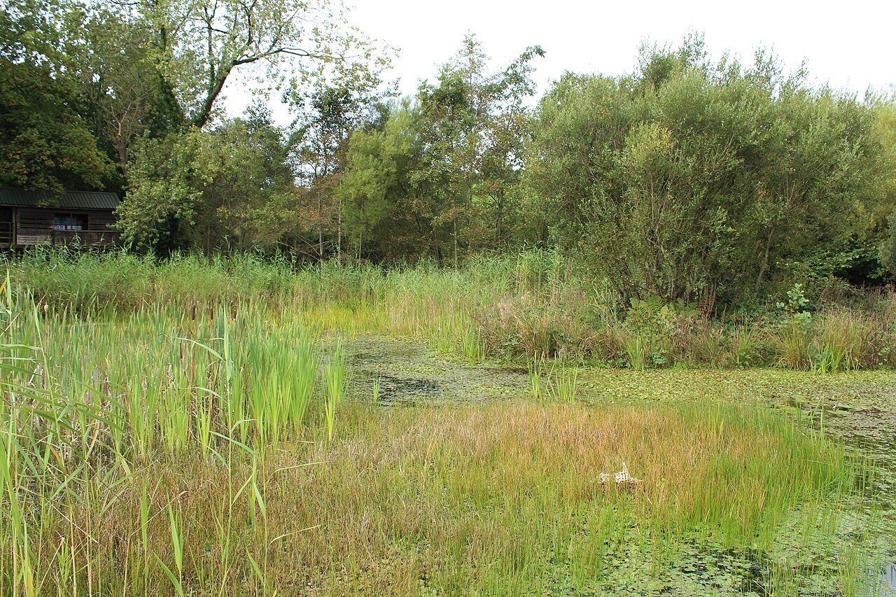 Wetland planting at Aldouran Wetland Garden near Leswalt.