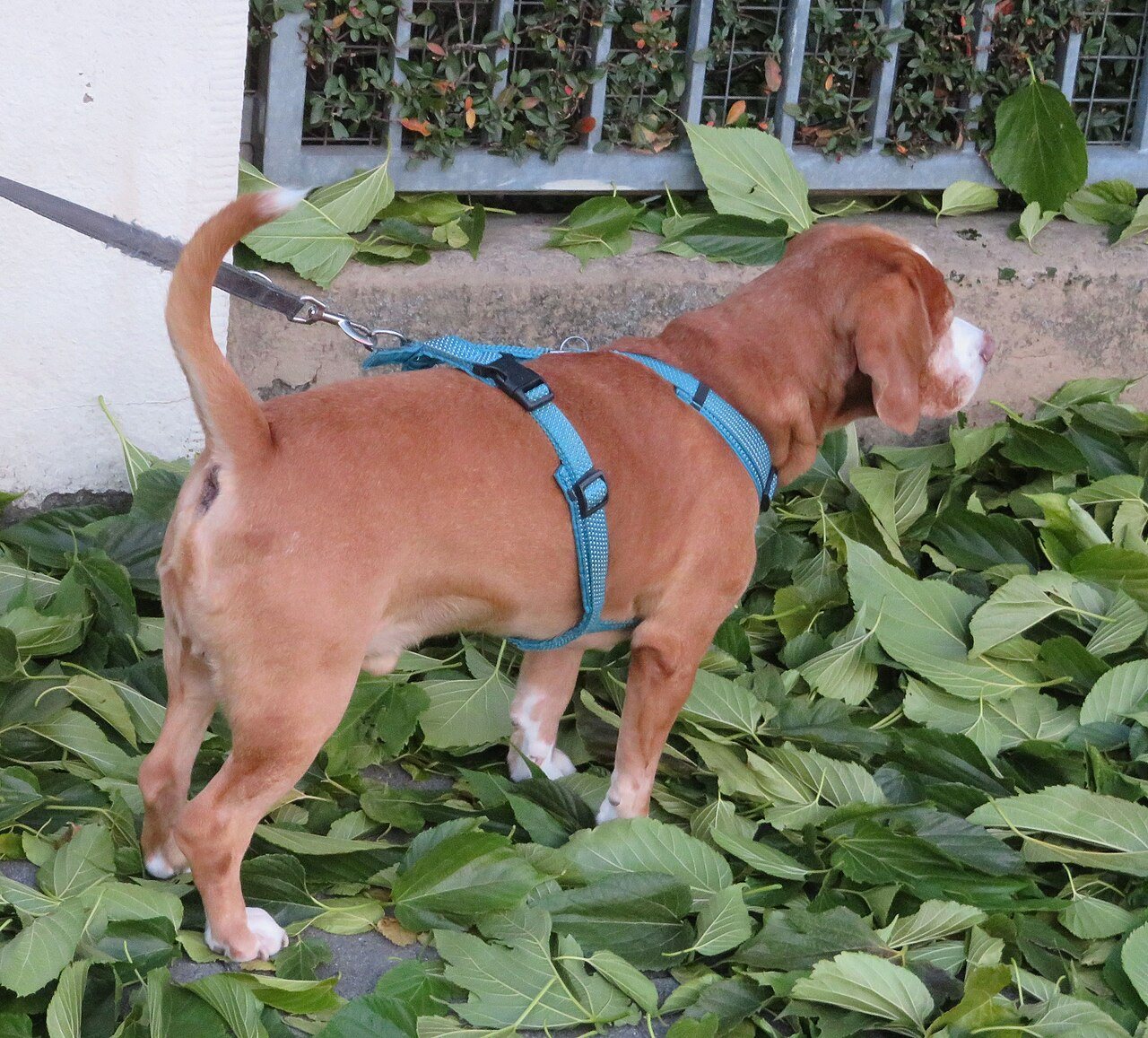 A dog wearing a harness and lead, shown as a walking illustration.