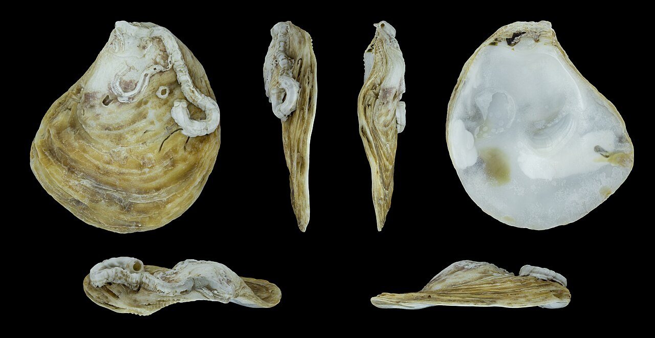 A European flat oyster shell (Ostrea edulis) from Brittany, illustrating the native-oyster species.