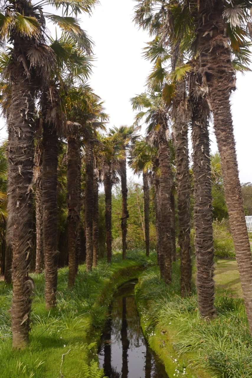 Chusan palms at Logan Botanic Garden.